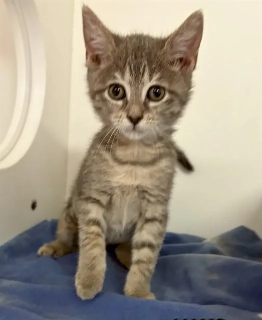A baby small-sized male Domestic Short Hair cat named Balboa for adoption in Sugar Land, TX