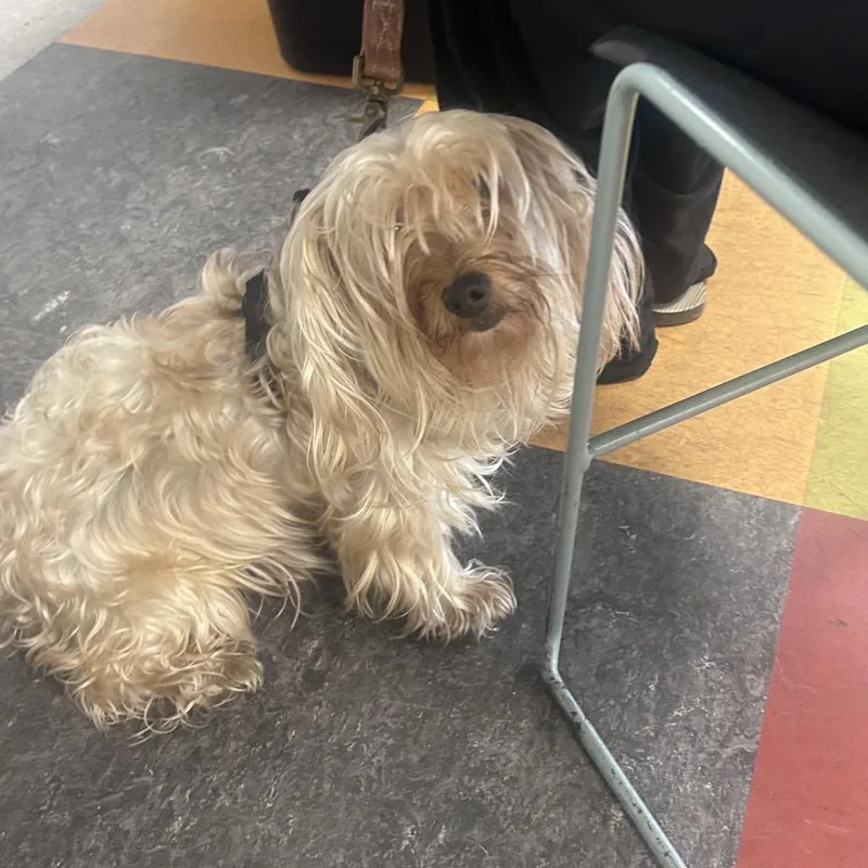 An adult small-sized female White / Cream Mixed Breed dog named Taffy for adoption in Philadelphia, PA