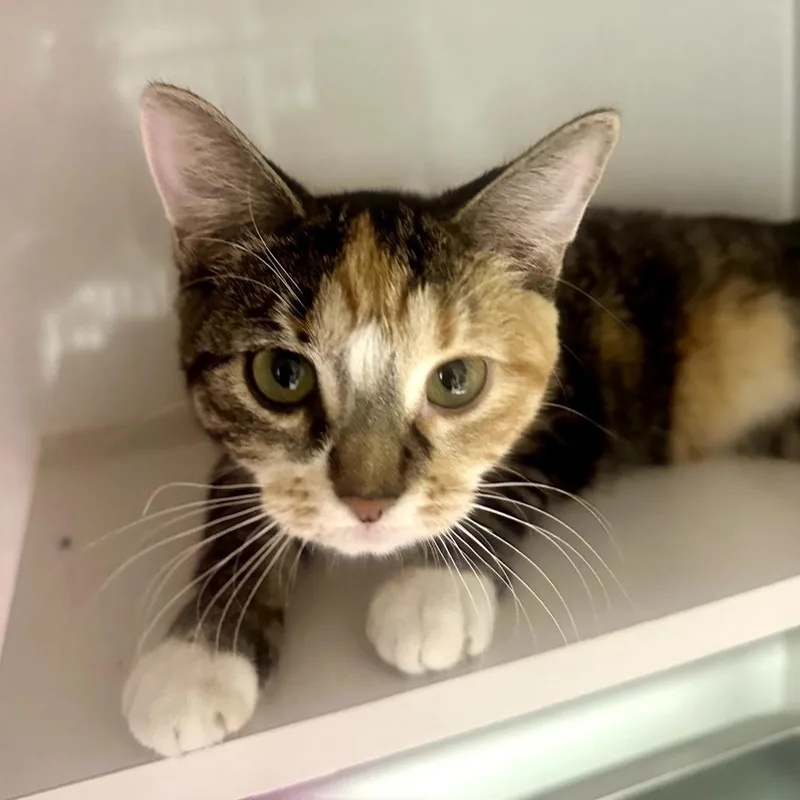 A young medium-sized female Calico Domestic Short Hair cat named Chick for adoption in Forest Park, IL