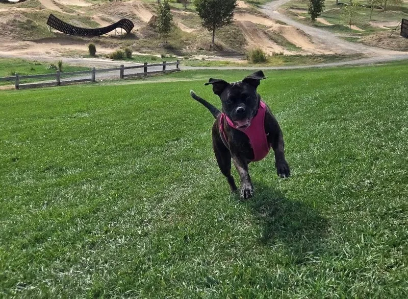 Roxy