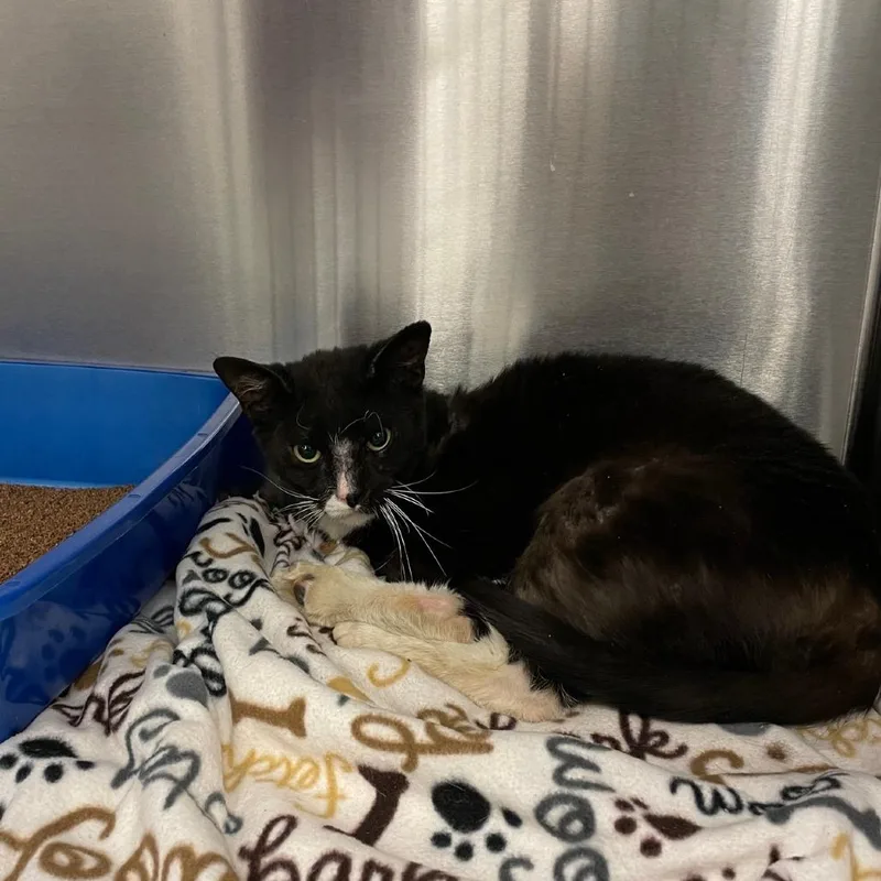 Tony Stark thumbnail 3