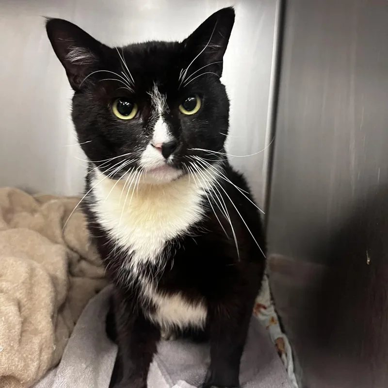 Tony Stark thumbnail 4