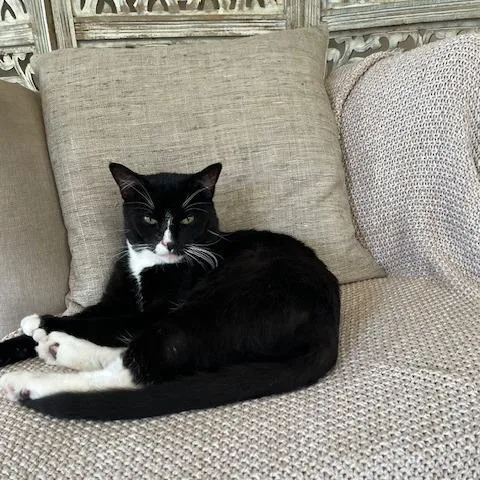 Tony Stark thumbnail 5