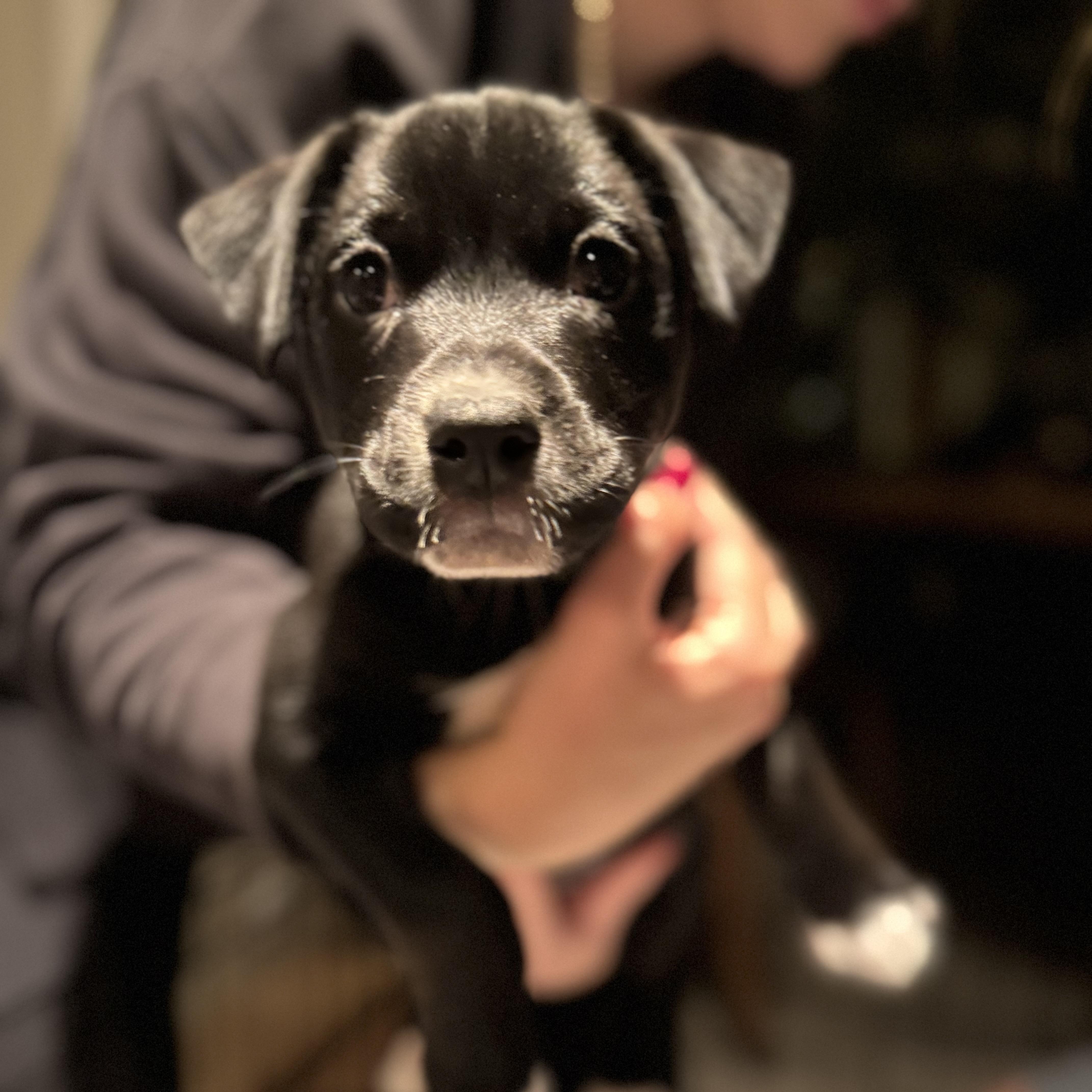 Daisy Mae thumbnail 4