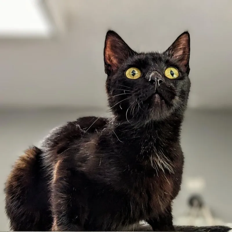 A young small-sized female Black Domestic Short Hair cat named Meadow for adoption in Garfield, AR
