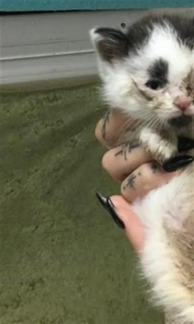 A baby small-sized female Domestic Short Hair cat named Sweet Crumpet for adoption in Riverside, CA