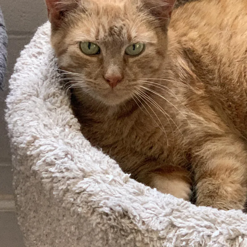 An adult medium-sized female Tabby (Orange / Red) Domestic Short Hair cat named Clover for adoption in Saint Charles, MO