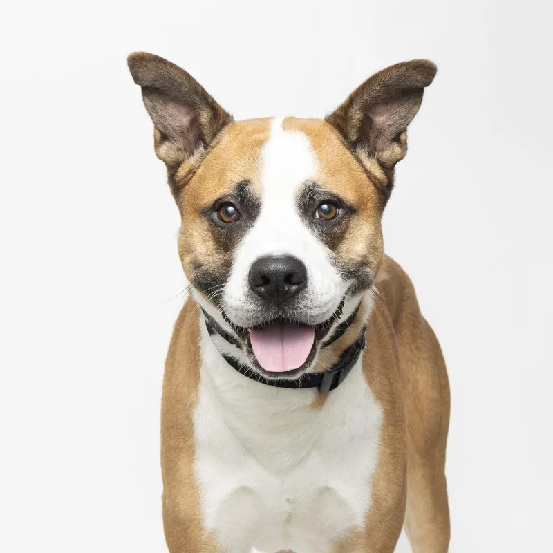An adult large-sized male Brown / Chocolate Akita dog named Jax for adoption in Franklin, TN
