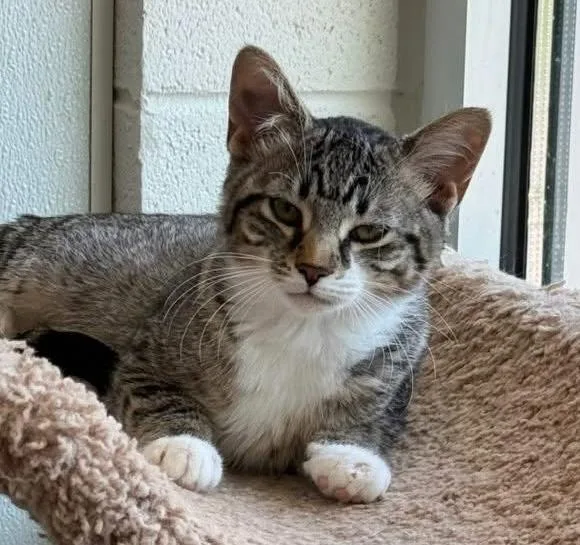 A young small-sized male Domestic Short Hair cat named Archie for adoption in Dalton, GA