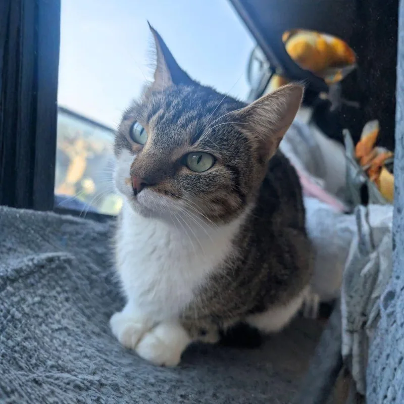 An adult medium-sized female Domestic Short Hair cat named Candyland & Pictionary for adoption in Brooklyn, NY