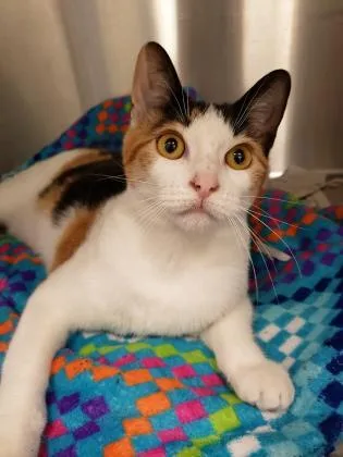 Lady Nishiki thumbnail 2