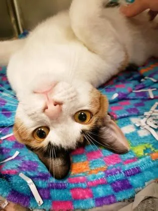 Lady Nishiki thumbnail 3