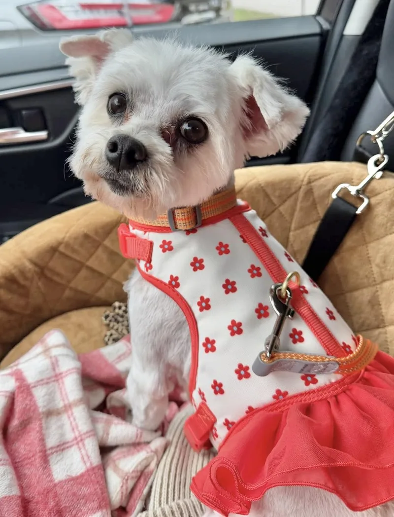 An adult small-sized female White / Cream Maltese dog named Buffy for adoption in Godfrey, IL
