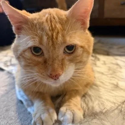 An adult medium-sized male Orange / Red American Shorthair cat named Misho for adoption in Union City, NJ