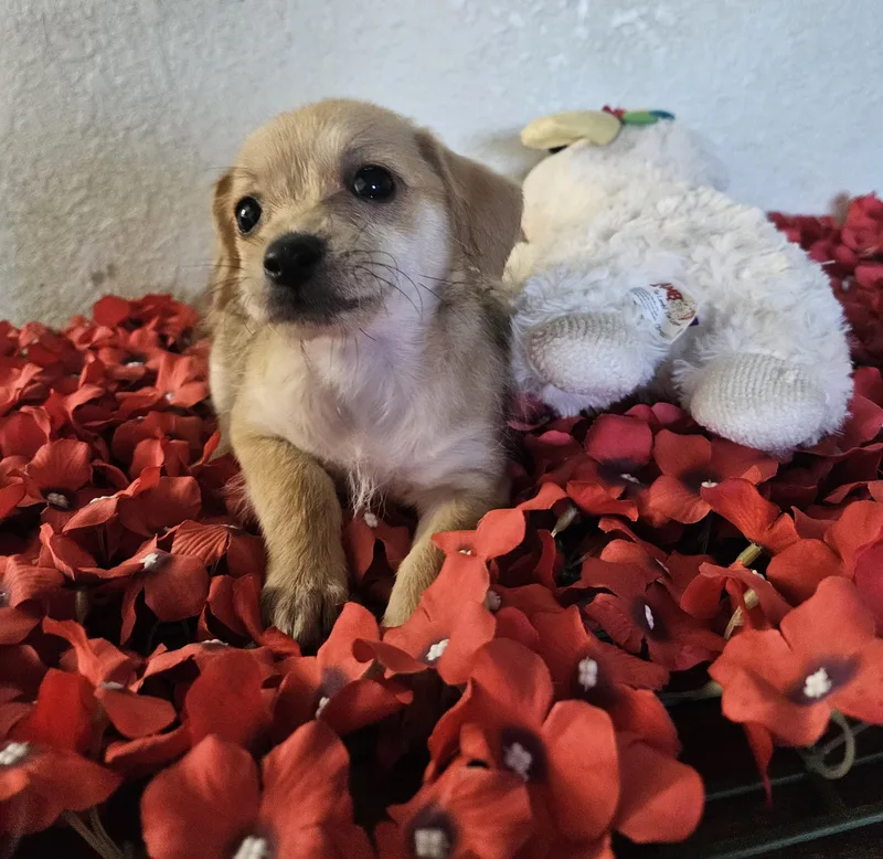 A baby small-sized female Bicolor Terrier dog named Eva for adoption in Los Angeles, CA