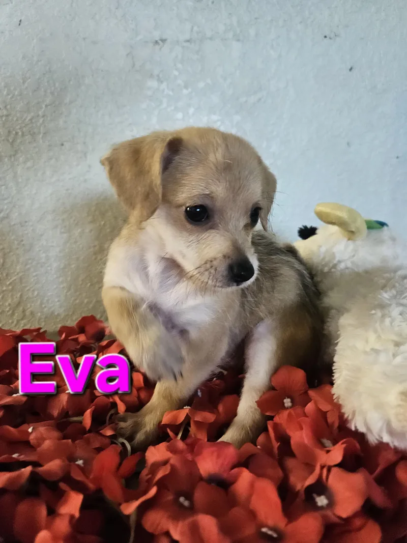 Eva thumbnail 5