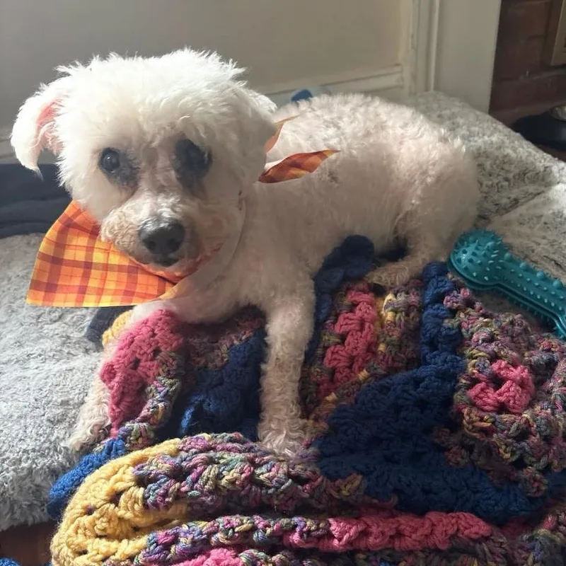 A senior small-sized female Bichon Frise dog named Emilie for adoption in Philadelphia, PA