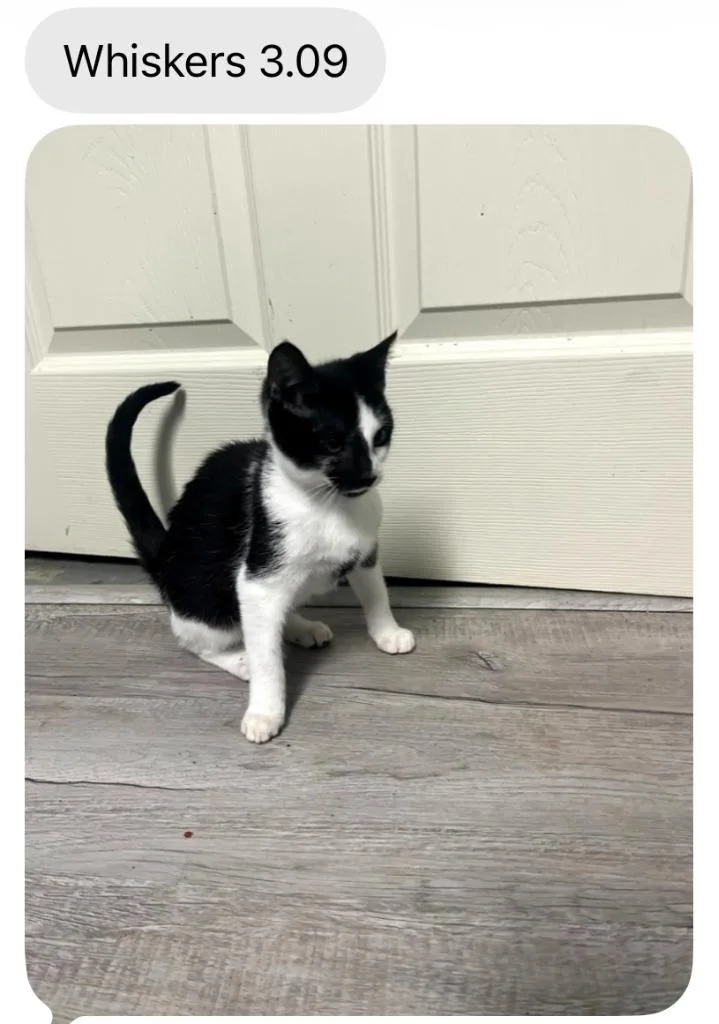 A baby medium-sized male Domestic Short Hair cat named Whiskers for adoption in Johnson City, TN