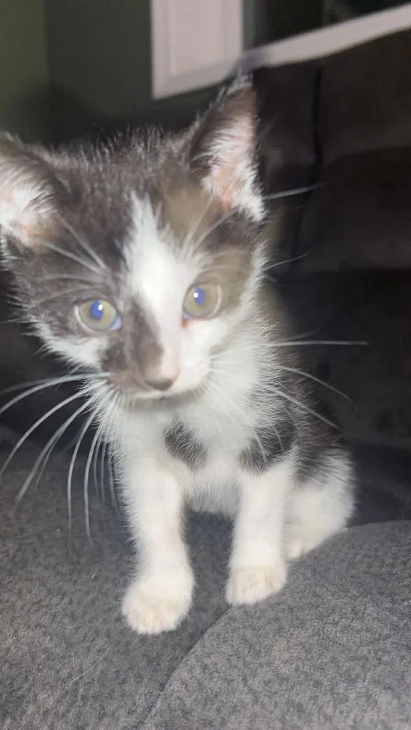 Whiskers thumbnail 2