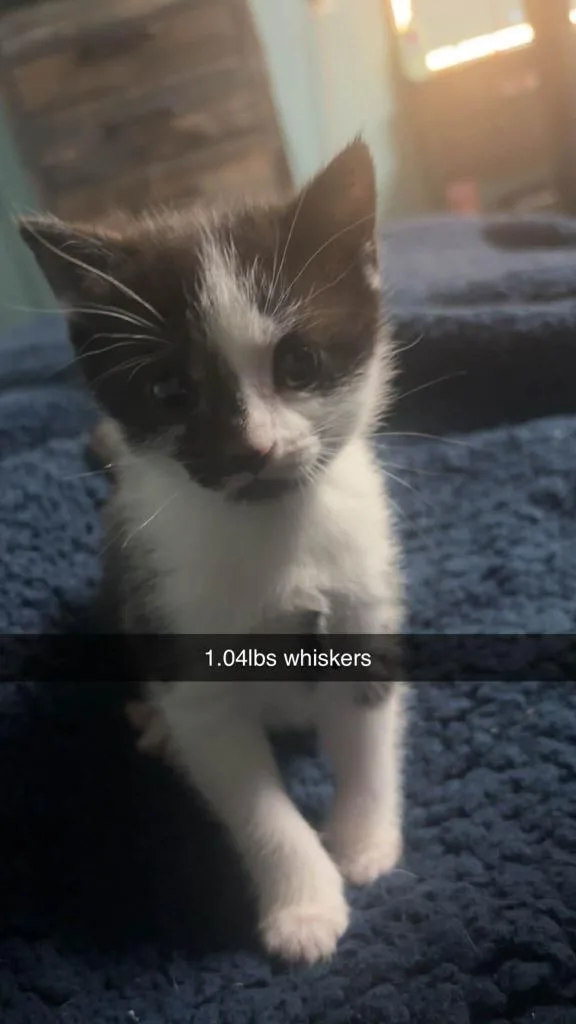 Whiskers thumbnail 3