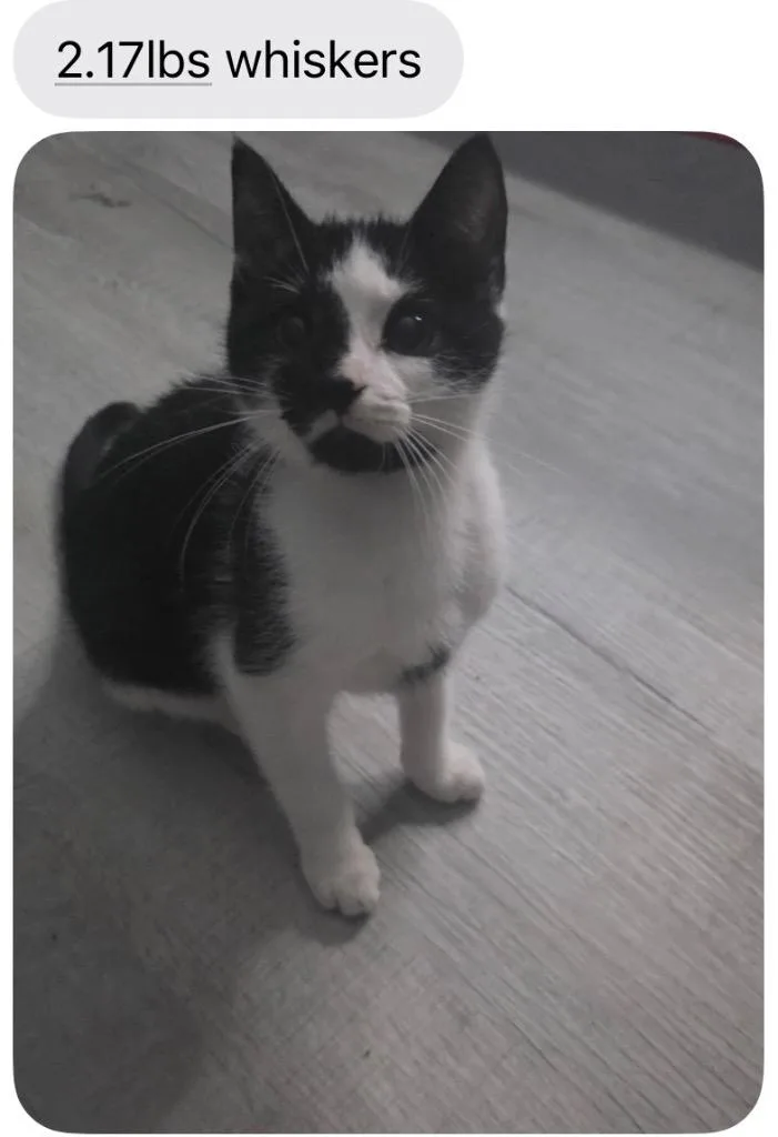 Whiskers thumbnail 4