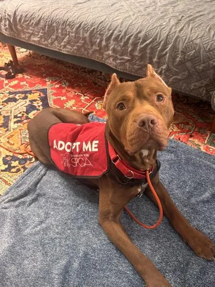 Warrior Edward thumbnail 2