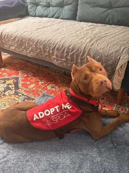 Warrior Edward thumbnail 3