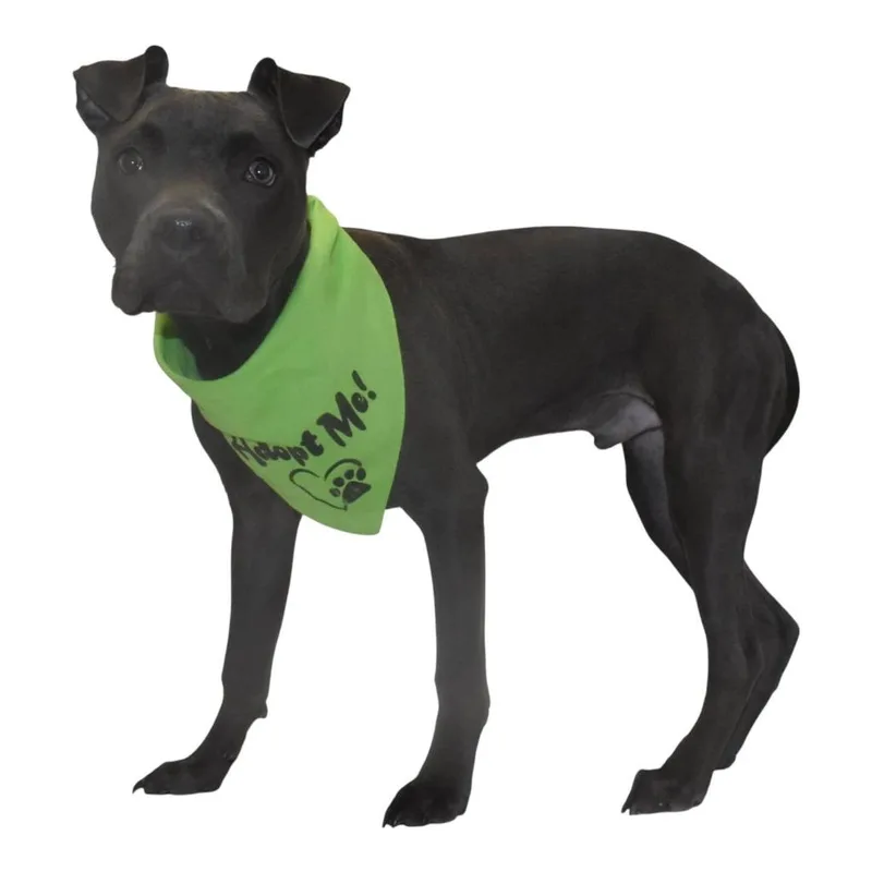 A baby large-sized male Mixed Breed dog named Zane for adoption in Springfield, OH