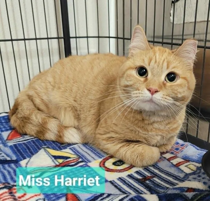 An adult medium-sized female Domestic Short Hair cat named Miss Harriet for adoption in Richmond, IN