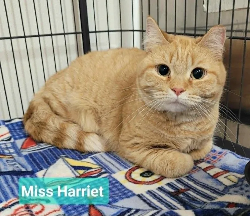 Miss Harriet thumbnail 2
