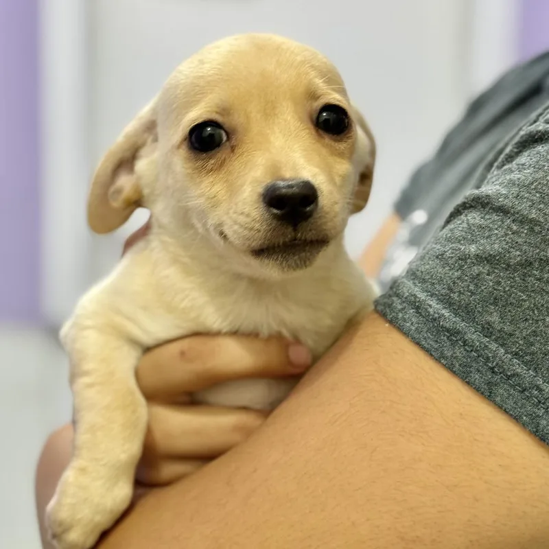 A baby small-sized female Yellow / Tan / Blond / Fawn Chihuahua dog named Violet for adoption in Fresno, CA
