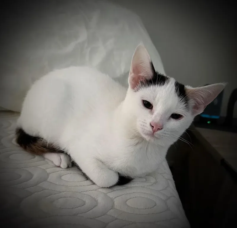 An adult medium-sized female White Domestic Short Hair cat named Miney for adoption in Toms River, NJ