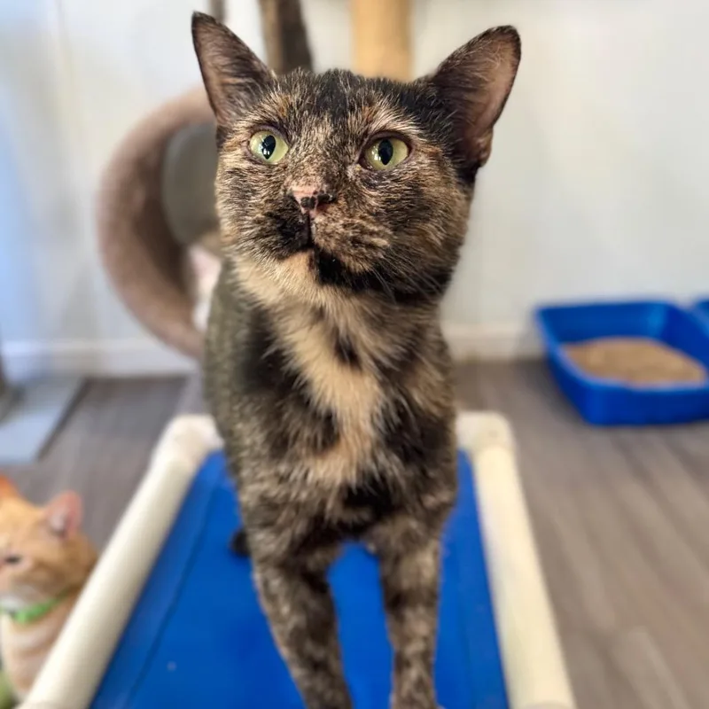 A young medium-sized female Torbie Domestic Short Hair cat named Burlap and Satin for adoption in Fredericksburg, VA