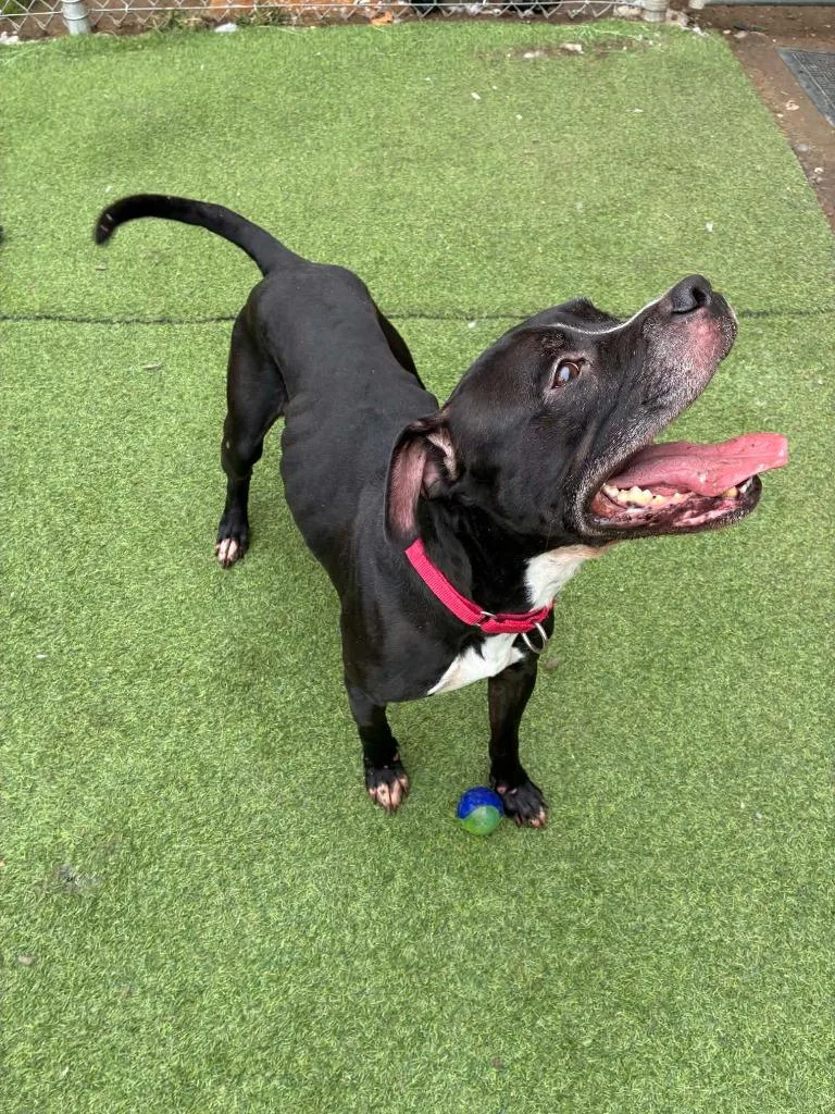 An adult medium-sized male Terrier dog named Sir Knight for adoption in New Kensington, PA