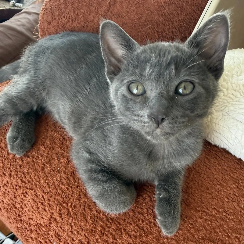 A baby small-sized male Gray / Blue / Silver Domestic Short Hair cat named Calvin for adoption in Long Beach, CA