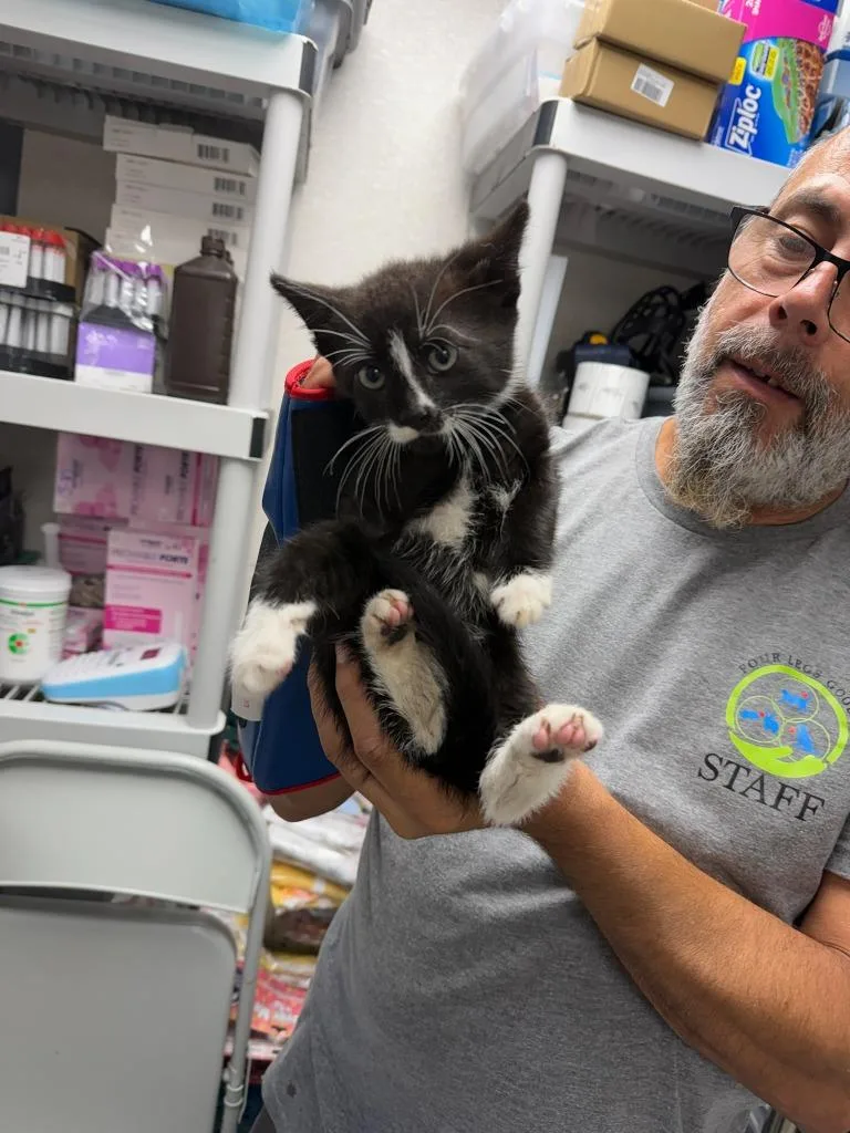 A baby medium-sized male Domestic Short Hair cat named Doc for adoption in Pomona, NY