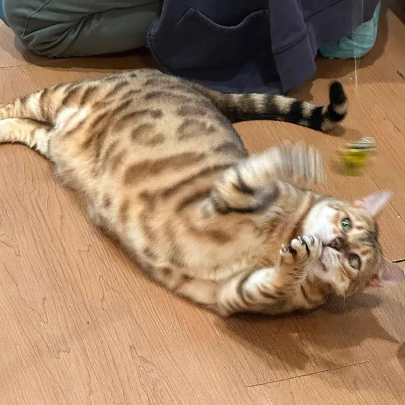 An adult extra large-sized female Bengal cat named Autumn for adoption in Wells, ME