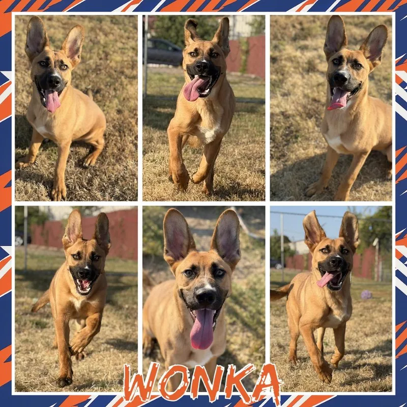 Wonka thumbnail 2