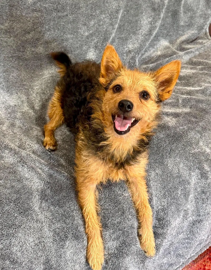A young small-sized male Black Cairn Terrier dog named Huck for adoption in Wichita Falls, TX