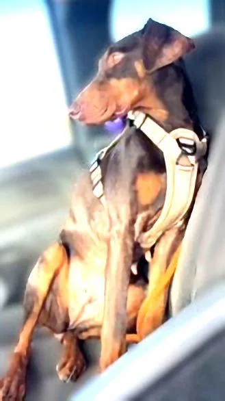 A young medium-sized female Doberman Pinscher dog named Mylah for adoption in Omaha, NE