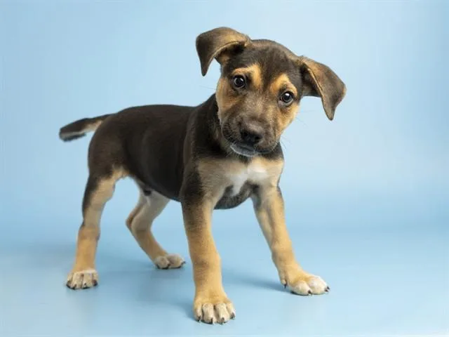 A baby small-sized male Pit Bull Terrier dog named Muttley for adoption in Phoenix, AZ