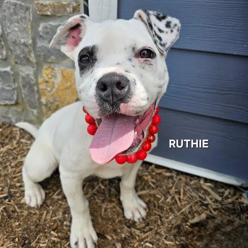Ruthie thumbnail 4