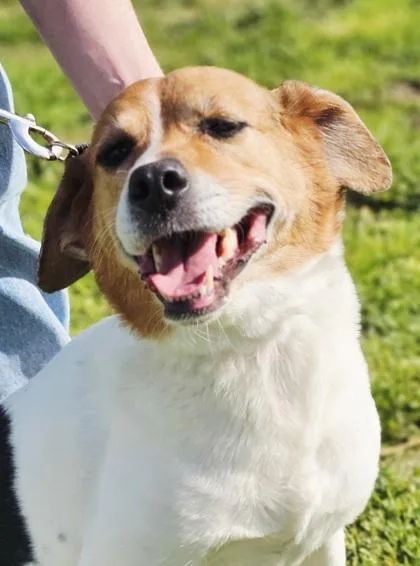 An adult medium-sized female Mixed Breed dog named Dolly for adoption in West Chester, PA