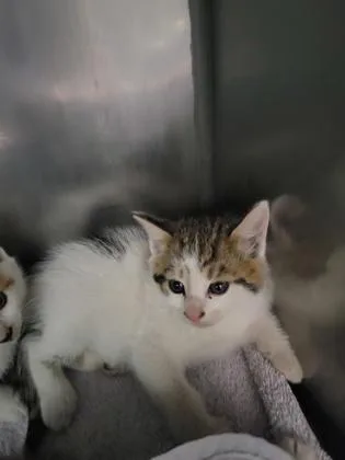 A baby small-sized male Domestic Short Hair cat named Andrew Garfield for adoption in Fishers, IN