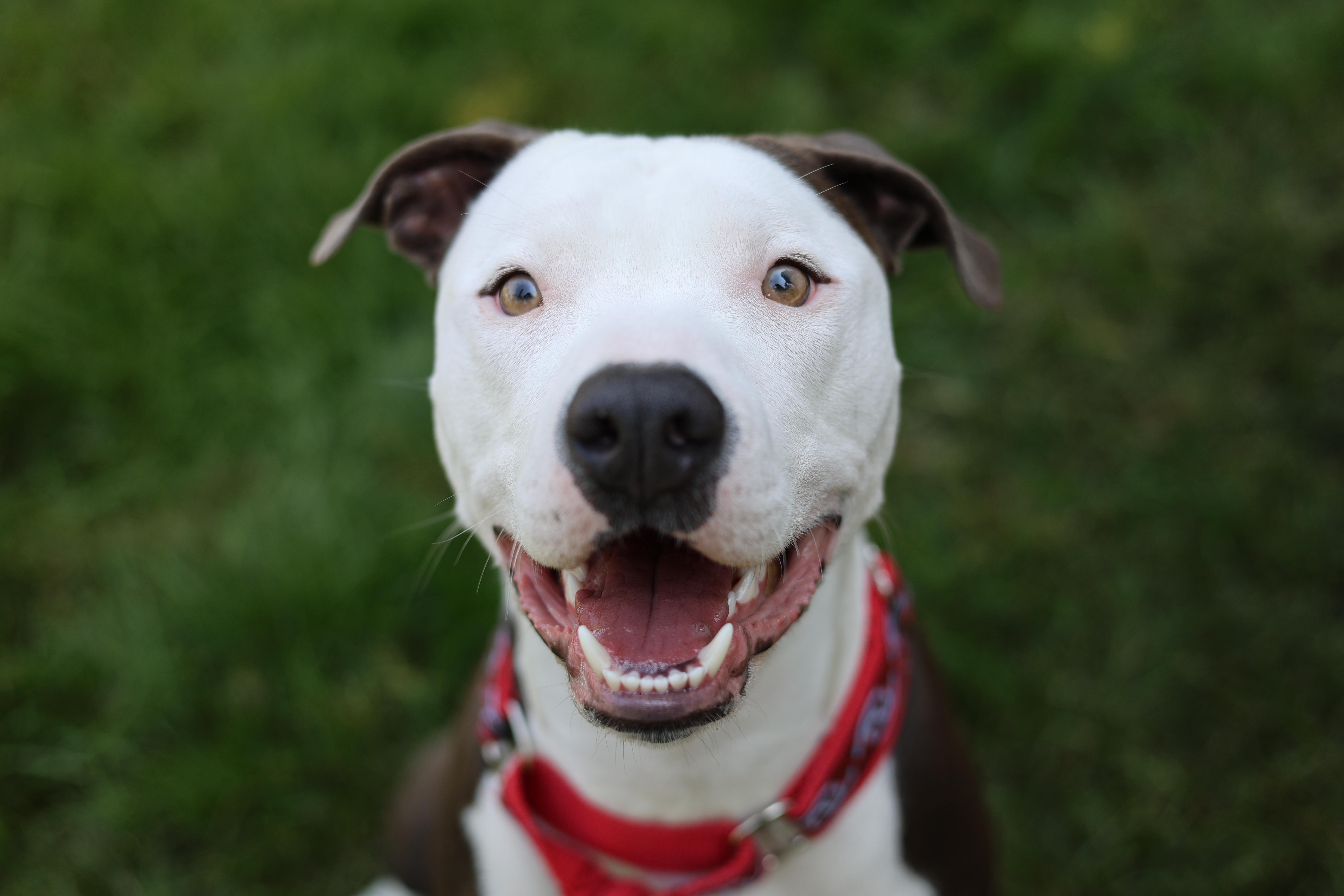 A young medium-sized male White / Cream Terrier dog named Danny Boy for adoption in Sioux Falls, SD