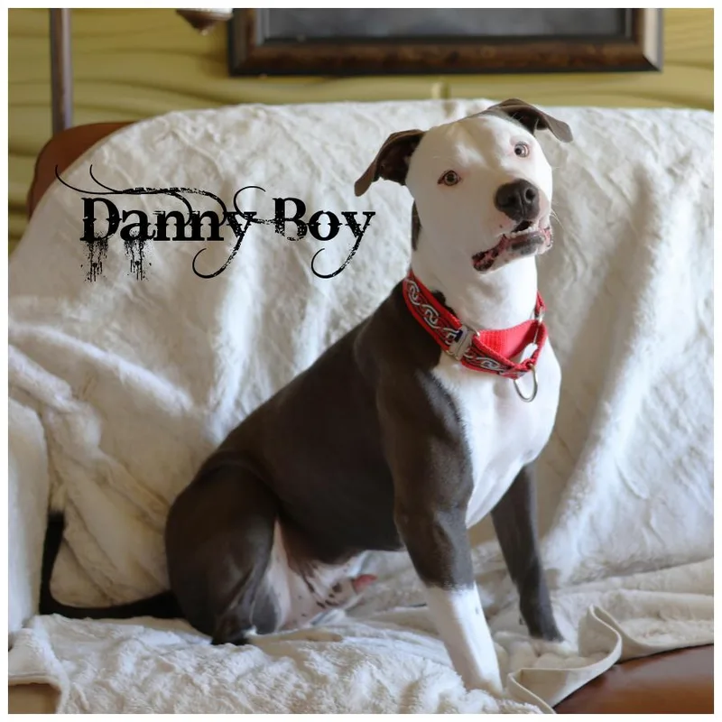 Danny Boy thumbnail 2