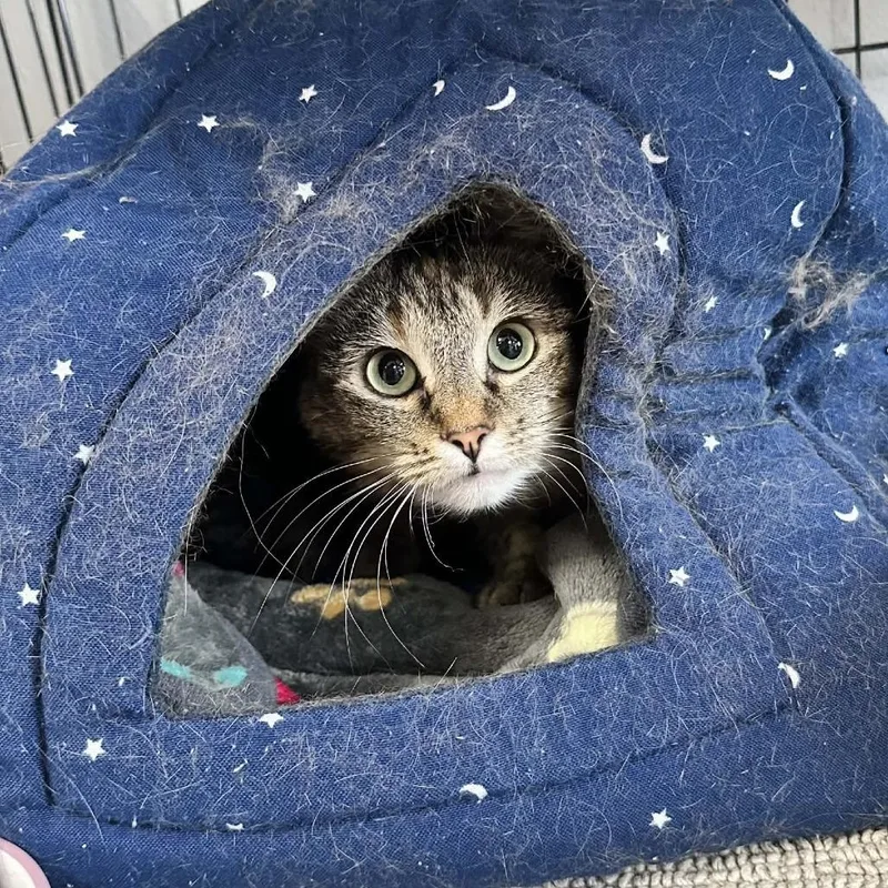 An adult medium-sized female Torbie Domestic Short Hair cat named Hekate Washington Petsmart for adoption in Union, MO