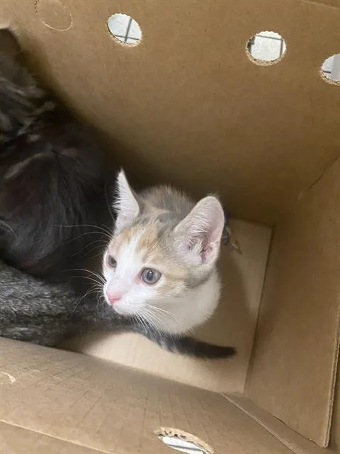 A baby medium-sized female Domestic Short Hair cat named Bella for adoption in Dallas, TX