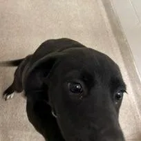 A young medium-sized female Black Labrador Retriever dog named Skye for adoption in Horn Lake, MS