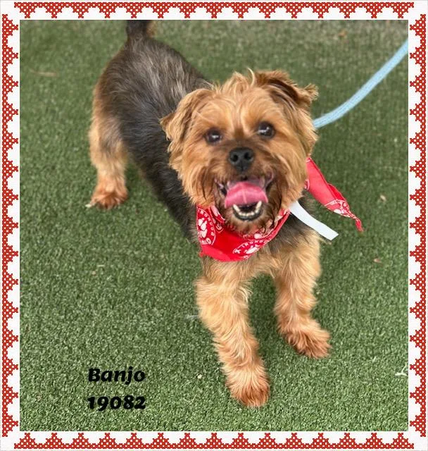 A senior small-sized male Brown / Chocolate Yorkshire Terrier dog named Banjo for adoption in Marietta, GA